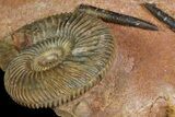 Parkinsonia Ammonite & Two Belemnites on Rock - Germany #92458-3